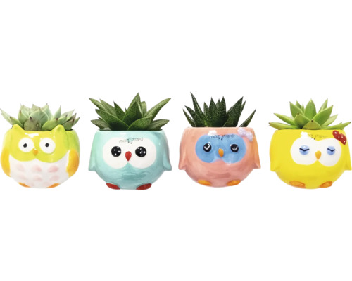 Vier vetplanten in potten met uilontwerp