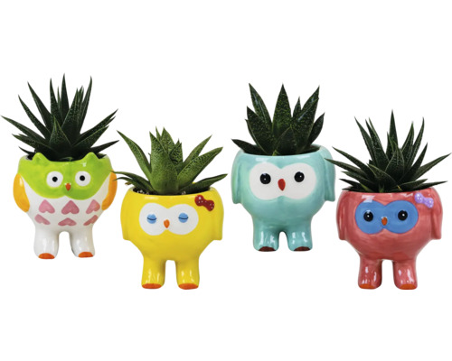 Vier decoratieve bloempotten in de vorm van een uil, beplant met vetplanten