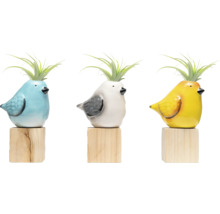Drie gekleurde vogelplantenbakken met luchtplanten op houten sokkels