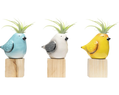 Drie gekleurde vogelplantenbakken met luchtplanten op houten sokkels