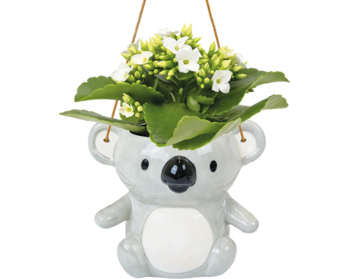 FLORASELF Kalanchoe in Koala hang potmaat Ø 6 cm H 15 cm Hangplant met witte bloemen in koalabloempot