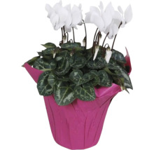 Cyclaam met witte bloemen in pot