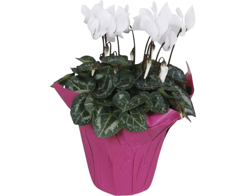 Cyclaam met witte bloemen in pot