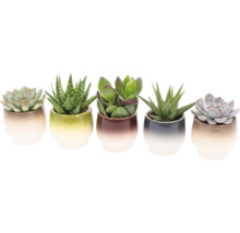 Vijf vetplanten in keramische potten