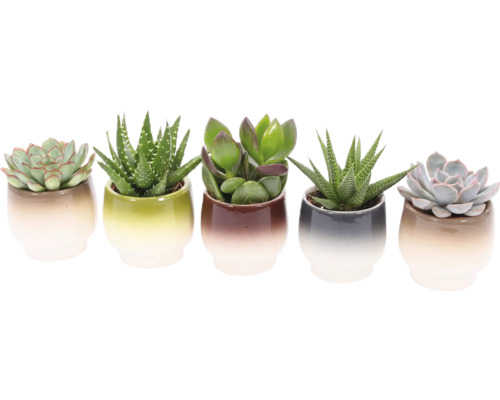 Vijf vetplanten in keramische potten