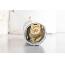 Een kat loopt door een kattentunnel.