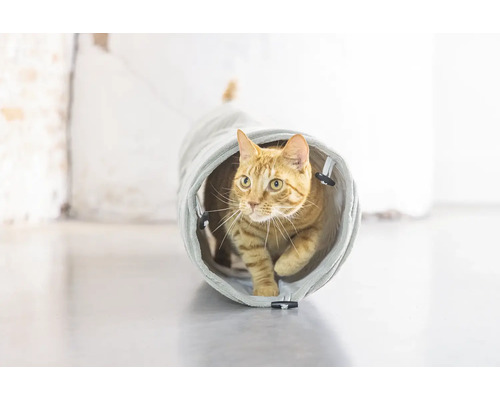 Een kat loopt door een kattentunnel.