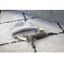 Kat ligt op een tapijt naast een kattenbed