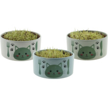 Drie bakjes met kattengras en kattenmotief