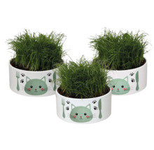 Drie potten kattengras in potten met kattenmotief