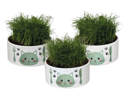 FLORASELF Kattengras Cyperus alternifolius Zumula in drinkschaal Ø 16 cm H 23 cm Drie potten kattengras in potten met kattenmotief
