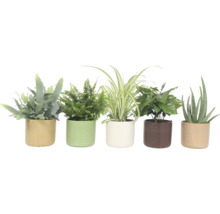 Vijf kamerplanten in potten