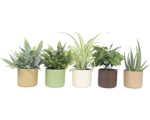 Vijf kamerplanten in potten
