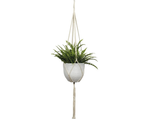 Hangplant met varen in een pot met macramé houder