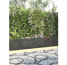 Schutting met klimplanten in tuin