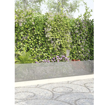 Tuin met privacyscherm, klimplanten en betegelde vloer