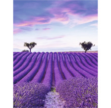 Een lavendelveld met bomen onder een bewolkte hemel