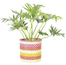 Kamerplant in gevlochten mand