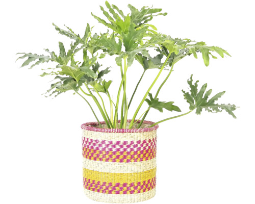 Kamerplant in gevlochten mand