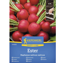 Kiepenkerl Profi-Line Radijs Ester zadenpakket