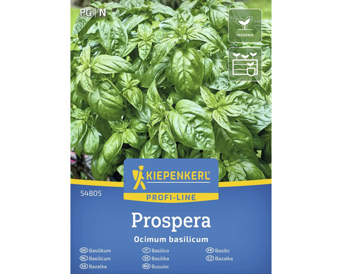 Kiepenkerl Prospera Basilicum plant
