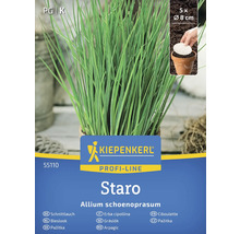 Kiepenkerl Staro Bieslookplant in pot