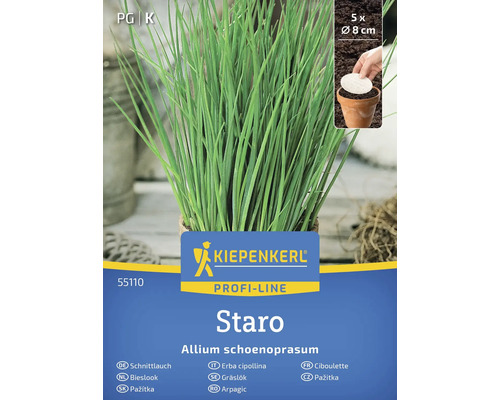 Kiepenkerl Staro Bieslookplant in pot