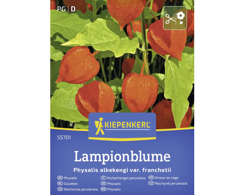 KIEPENKERL Bloemenzaden Physalis Lampionplant 30 st Kiepenkerl Lampionbloem verpakking