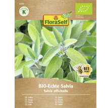 Biologische echte salie plant in pot