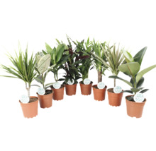 Diverse kamerplanten in potten