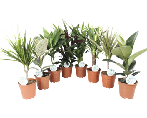 Diverse kamerplanten in potten