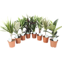 Diverse kamerplanten in potten