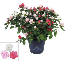 Azalea in pot met veelkleurige bloemen