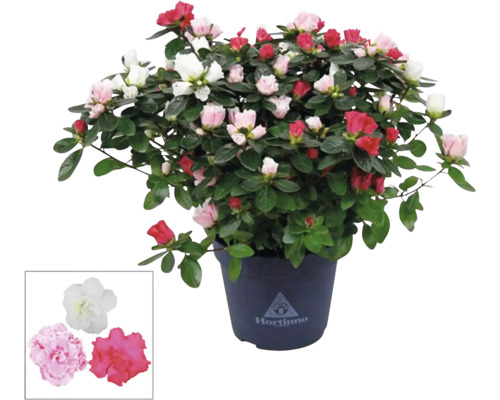 Azalea in pot met veelkleurige bloemen