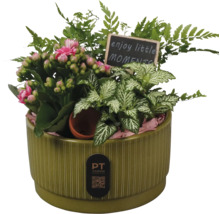 Plantenschaal met Kalanchoe, Fittonia en varen met bord