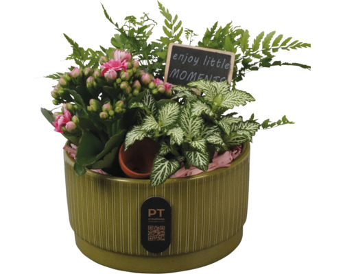 Plantenschaal met Kalanchoe, Fittonia en varen met bord