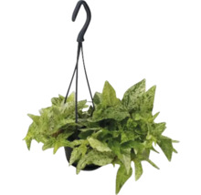 Hangplant met groene bladeren in een pot met hanger