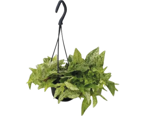 Hangplant met groene bladeren in een pot met hanger