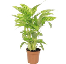 Pijlwortel kamerplant in pot