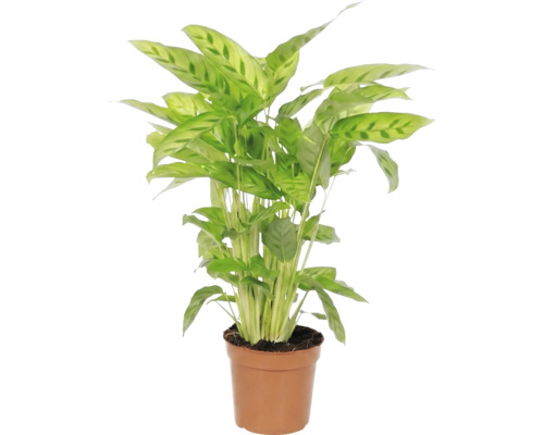 Pijlwortel kamerplant in pot