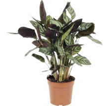 Gebedsplant in pot voor binnenshuis