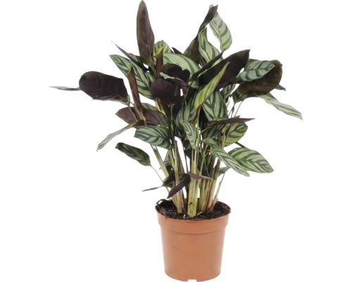 Gebedsplant in pot voor binnenshuis