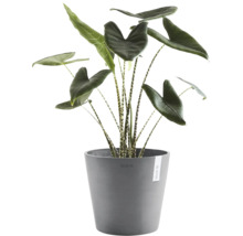 Alocasia zebrina kamerplant in grijze Ecopots bloempot, olifantsoor met gestreepte stengels.