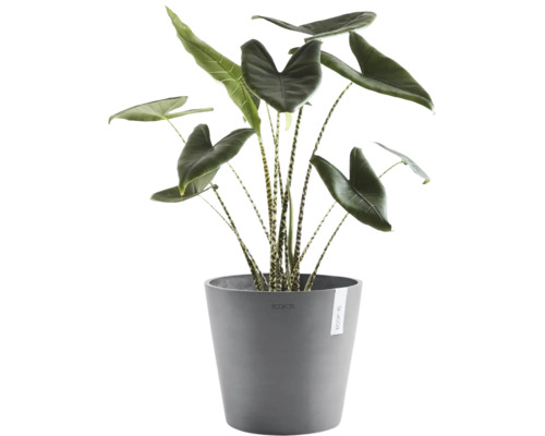 Alocasia zebrina kamerplant in grijze Ecopots bloempot, olifantsoor met gestreepte stengels.