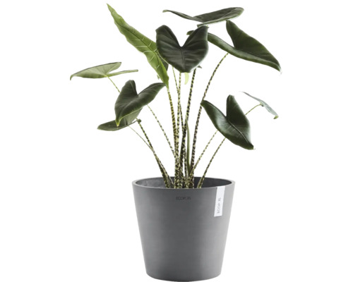 Alocasia Zebrina kamerplant met gestreepte stengels in een ronde grijze Ecopots plantenpot van kunststof.