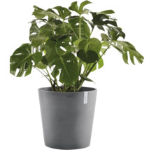 Monstera deliciosa gatenplant in grijze kunststof pot.