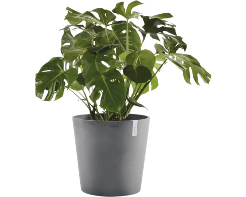 Monstera deliciosa gatenplant in grijze kunststof pot.