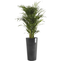 Groene kamerpalm in een hoge, antracietkleurige plantenbak met ECOPOTS Logo.