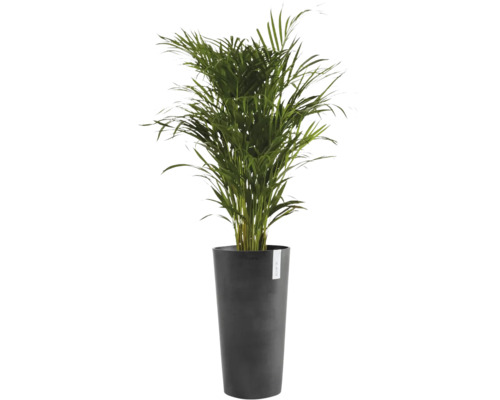 Groene kamerpalm in een hoge, antracietkleurige plantenbak met ECOPOTS Logo.
