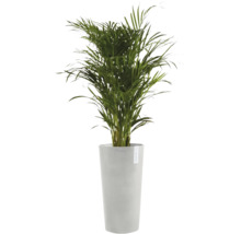 Goudpalm in hoge, grijze ECOPOTS plantenbak.